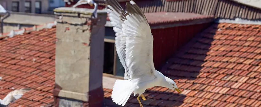 Residential Chimney Animal Removal Solution in Converse, TX