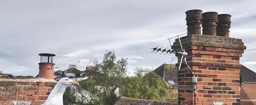 Chimney Cleaning And Restoration in Converse, Texas